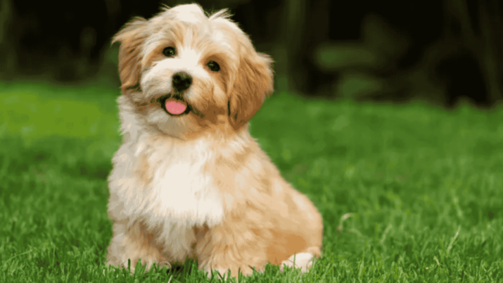 Bichon Havanês