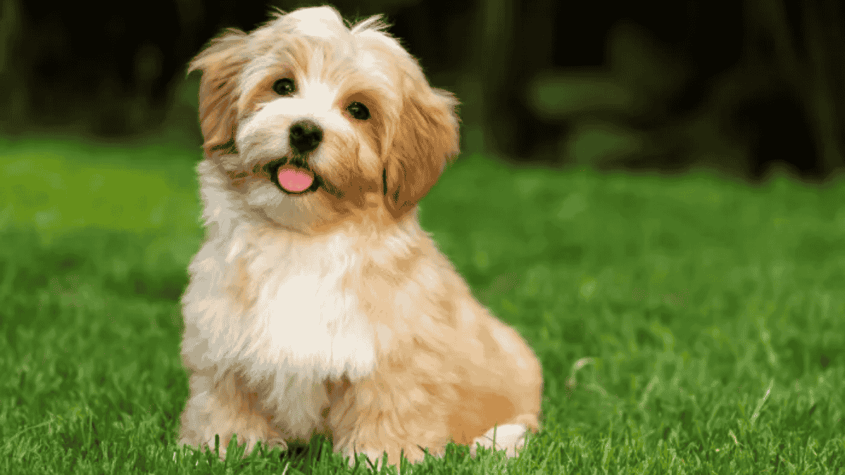 Bichon Havanês
