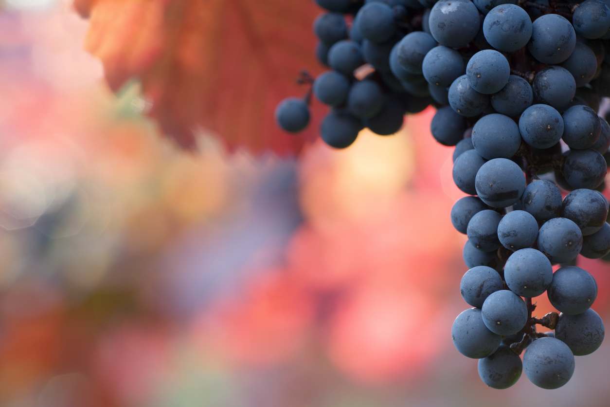 Cabernet Sauvignon é, de fato, um cruzamento espontâneo ocorrido na França