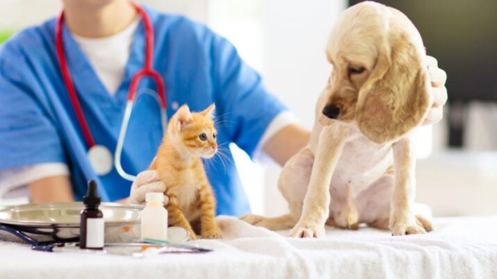 Convênio veterinário para pet.