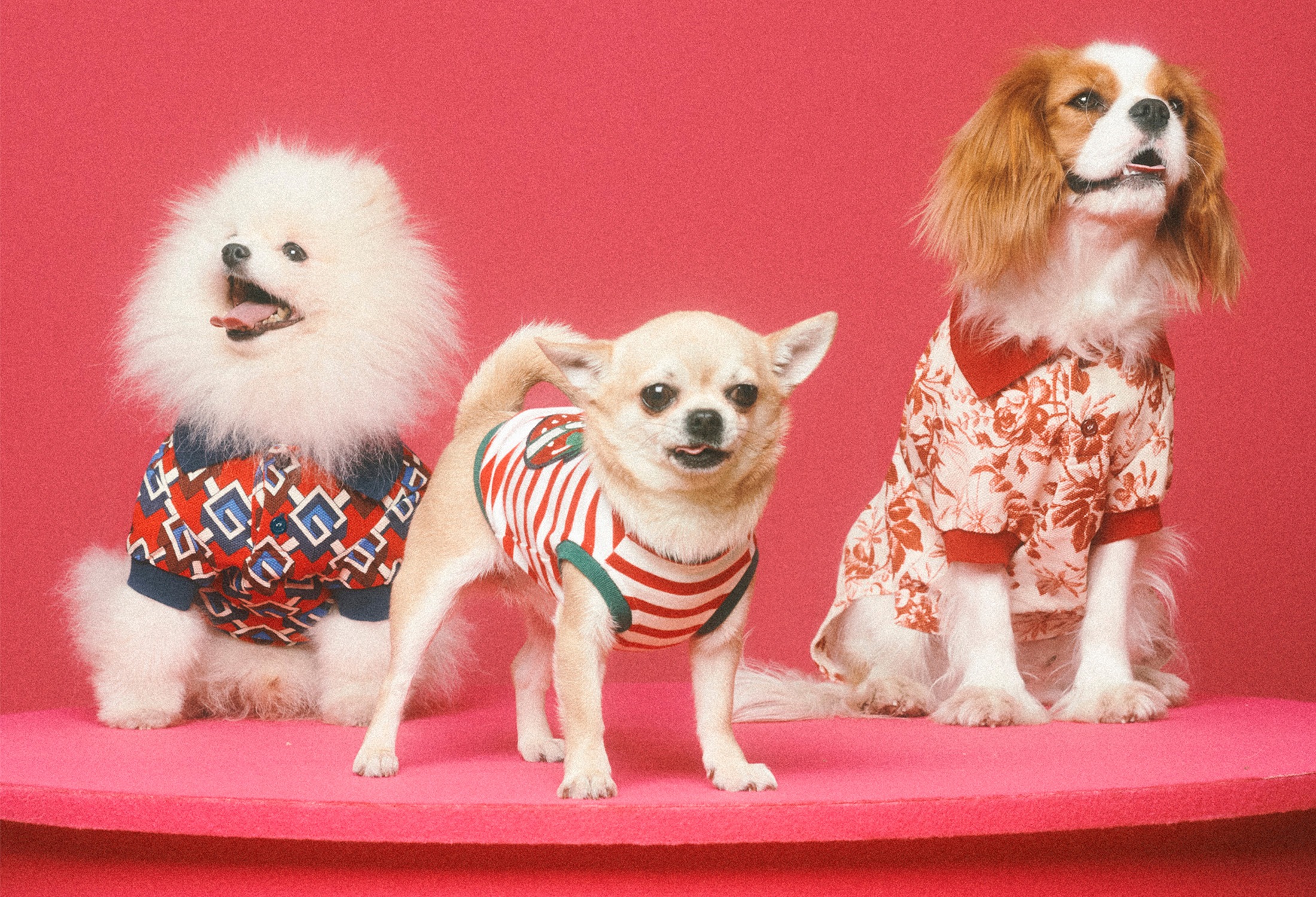 Gucci Pet Collection 2022