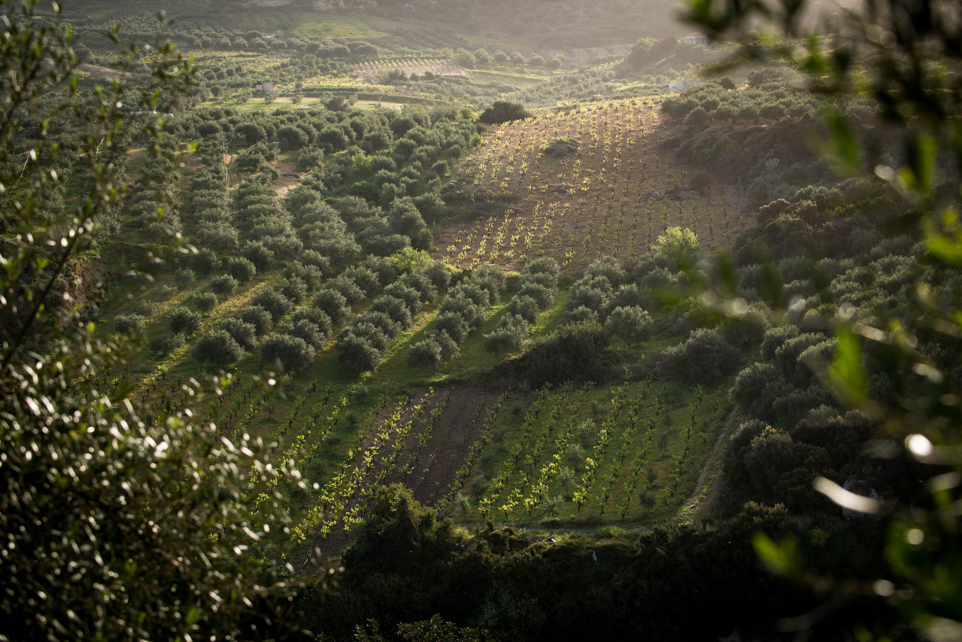 Lyrarakis Winery, Creta