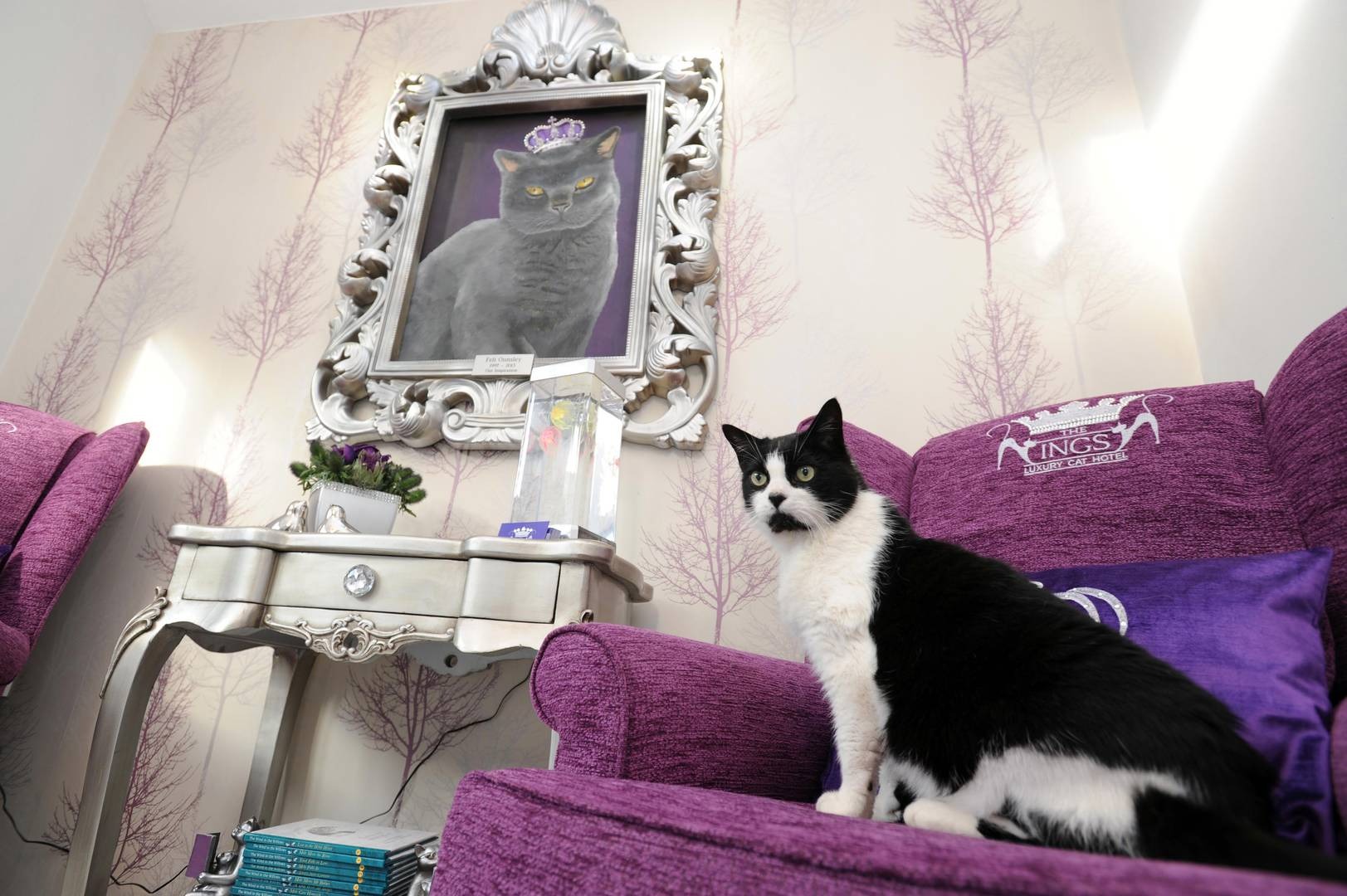 The Ings Luxury Cat Hotel