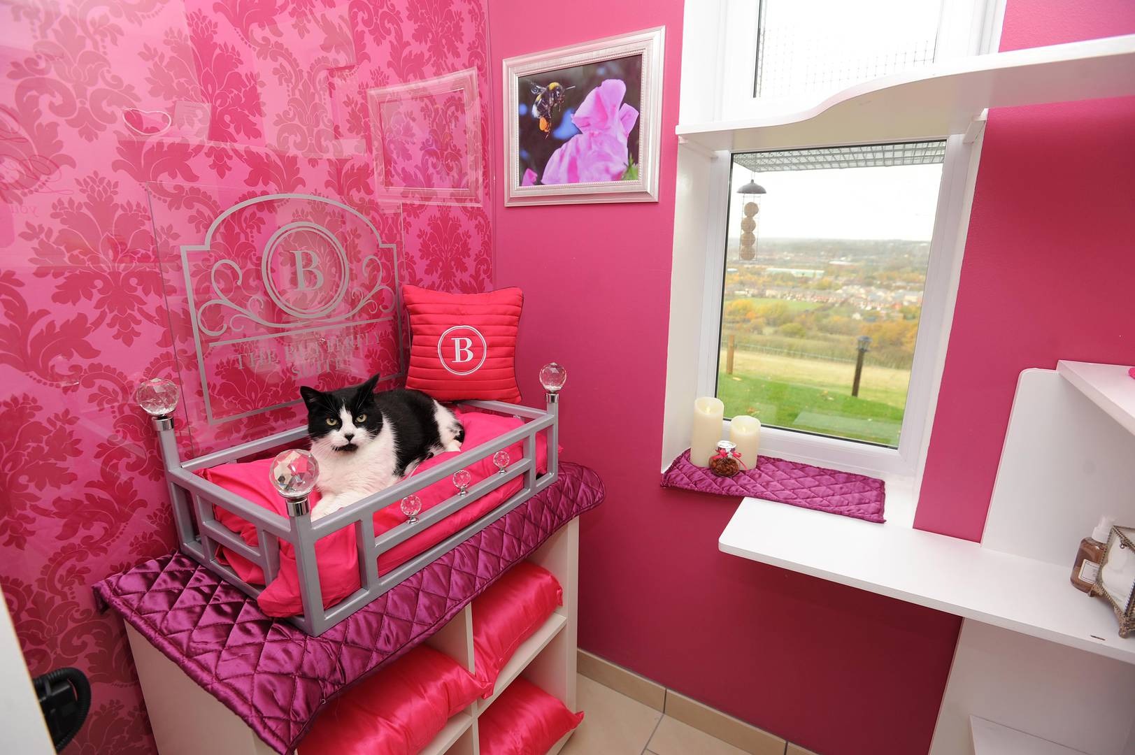 The Ings Luxury Cat Hotel