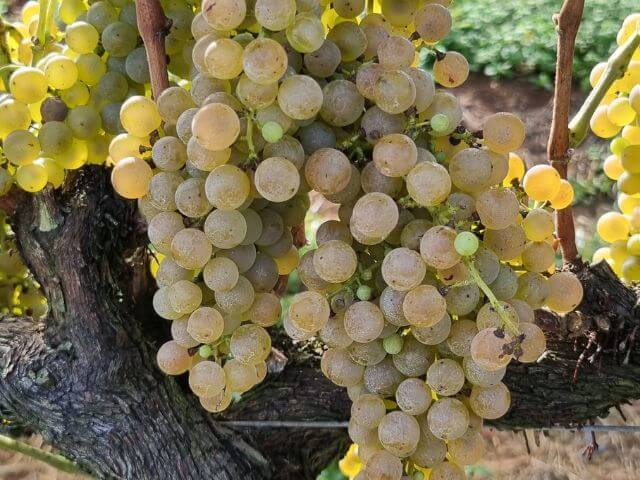 Uva Calardis Blanc