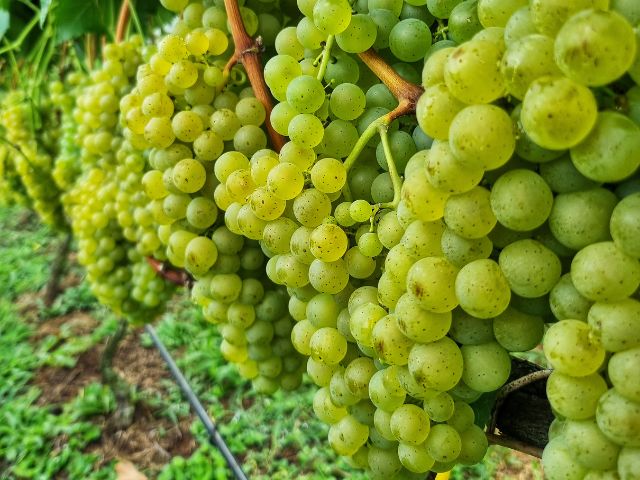 Uvas Felícia
