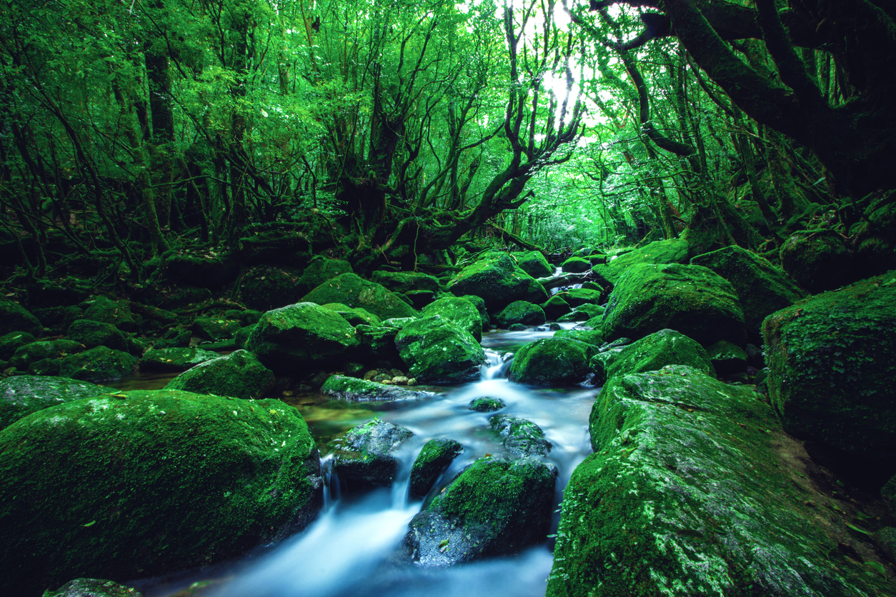 Floresta na ilha Yakushima