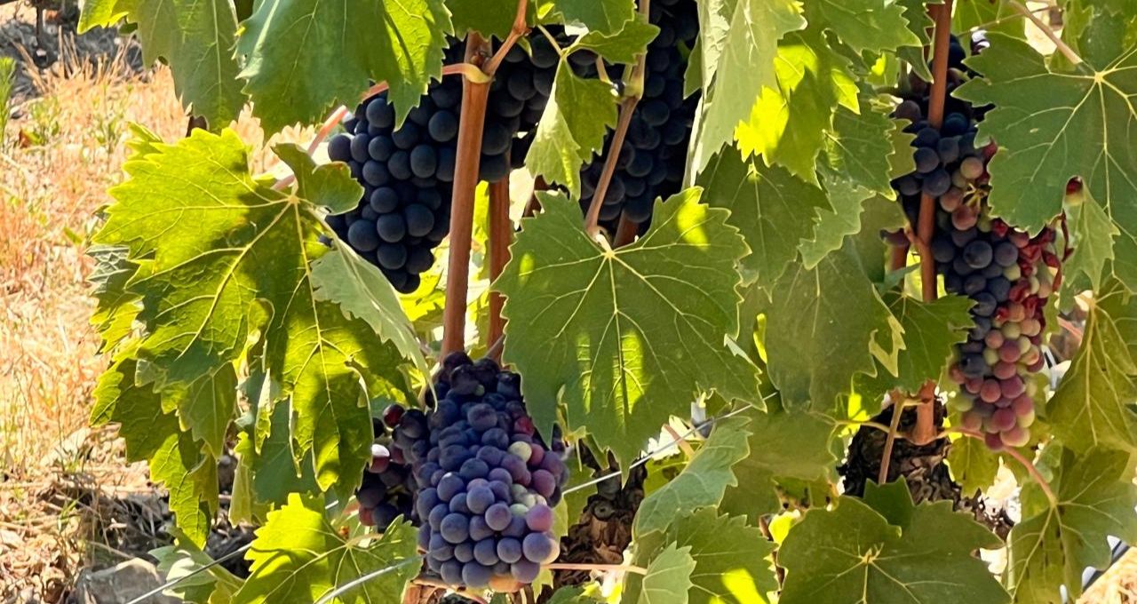 Uvas no Castelo Fonterutoli