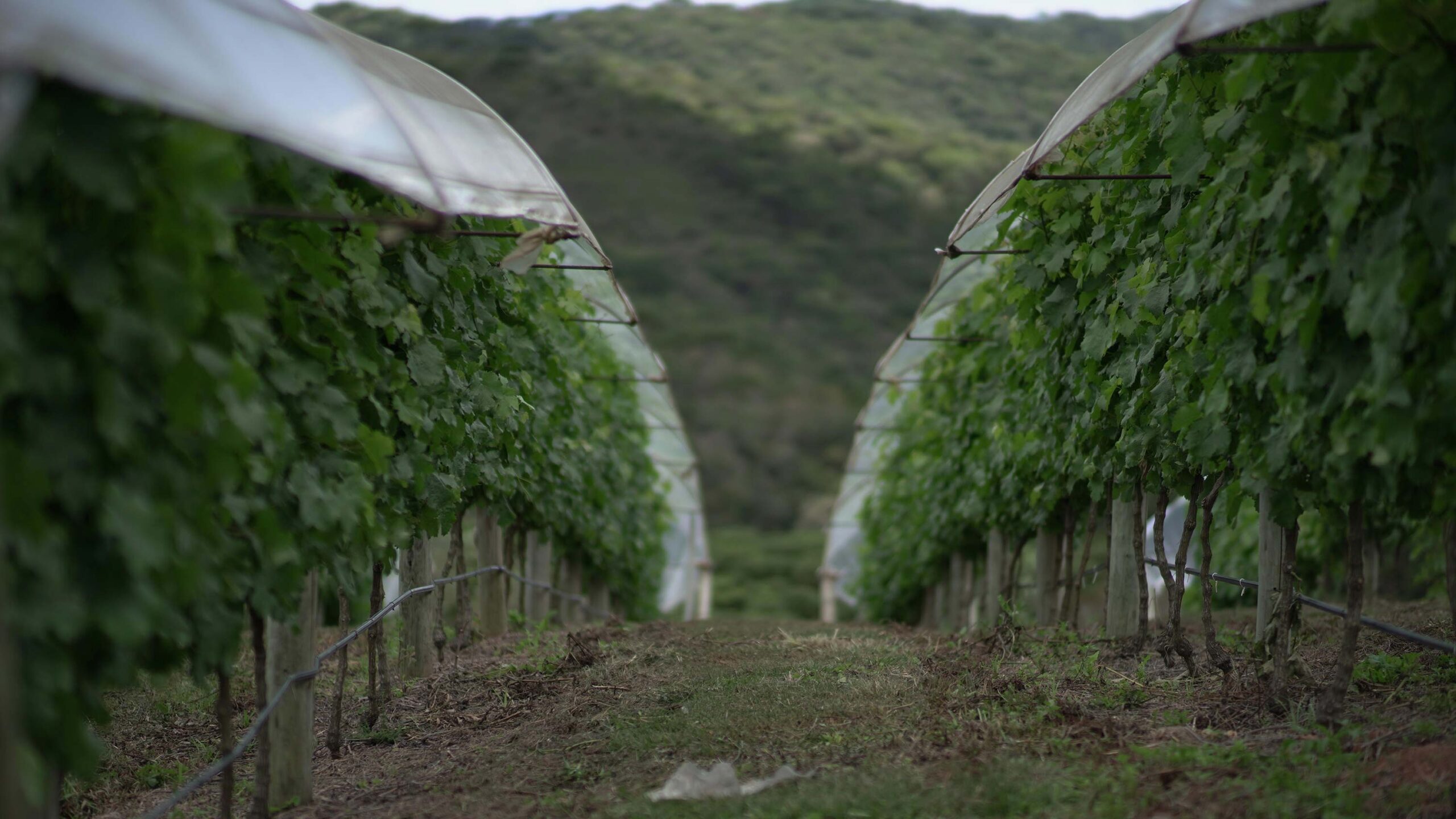 Em parte da produção, o ciclo do plantio natural do fruto é preservado, mas com videiras cobertas por lonas plásticas, evitando danos causados pela chuva
