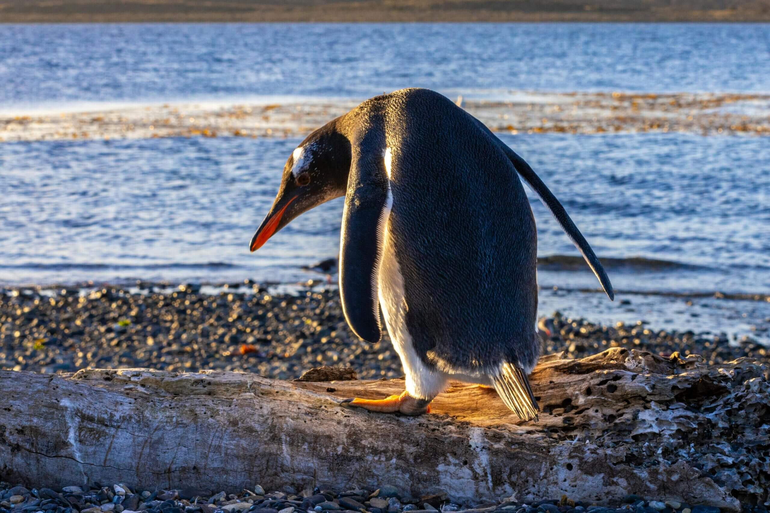 Ushuaia