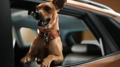 Caramelo: novo carro da Chevrolet homenageia vira-lata famoso no Brasil (Chevrolet/Reprodução)