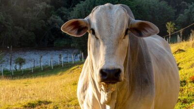 Vaca em sítio