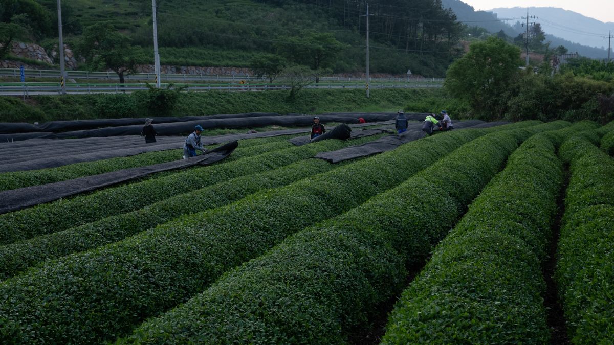 Matcha cultivado na província de Hadong, na Coreia do Sul
