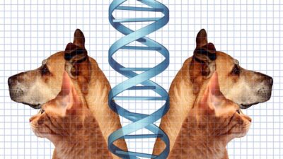 clonagem de pet animal de estimação cachorro gato