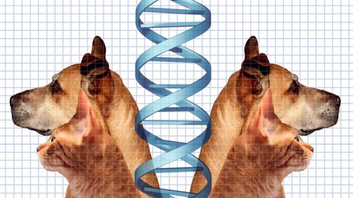 clonagem de pet animal de estimação cachorro gato