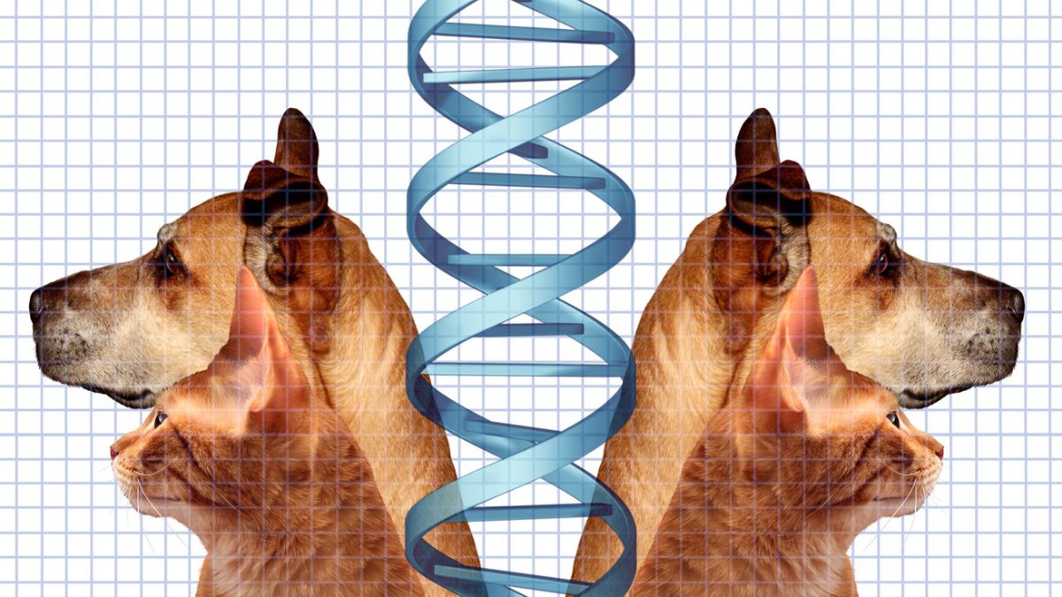 'Pet 2.0': clonagem animal vira serviço de R$ 263 mil; ricos e famosos já  duplicam seus pets - Seu Dinheiro, image size:1200x675