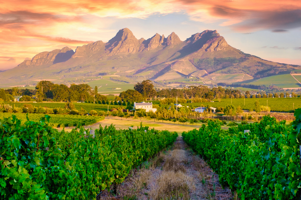 Stellenbosch, uma das regiões referência na produção de Pinotage, na África do Sul
