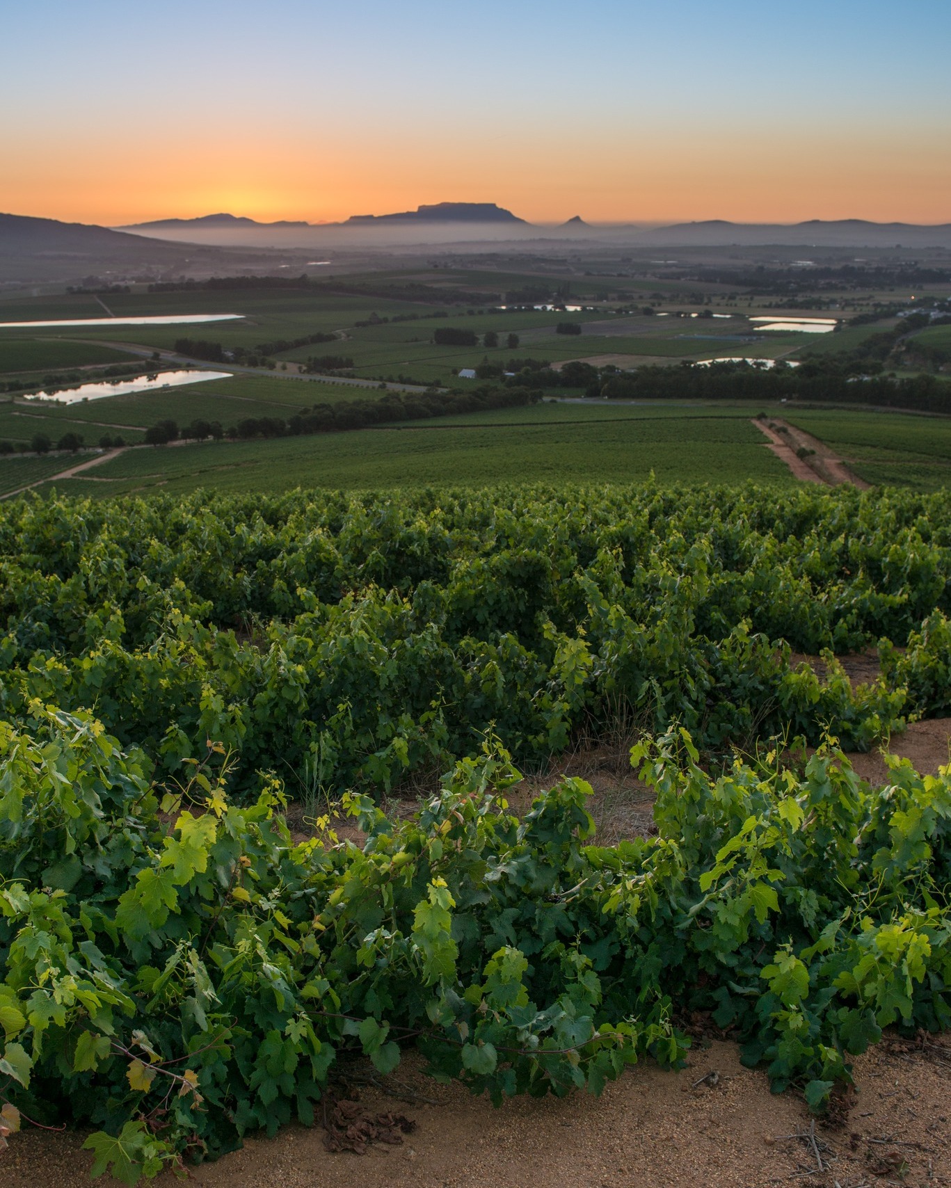 Kanonkop Wine Estate