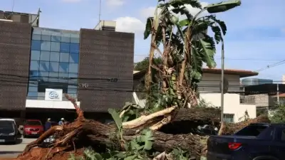 Árvore caída na Avenida Brasil após tempestade com fortes ventos na capital paulista