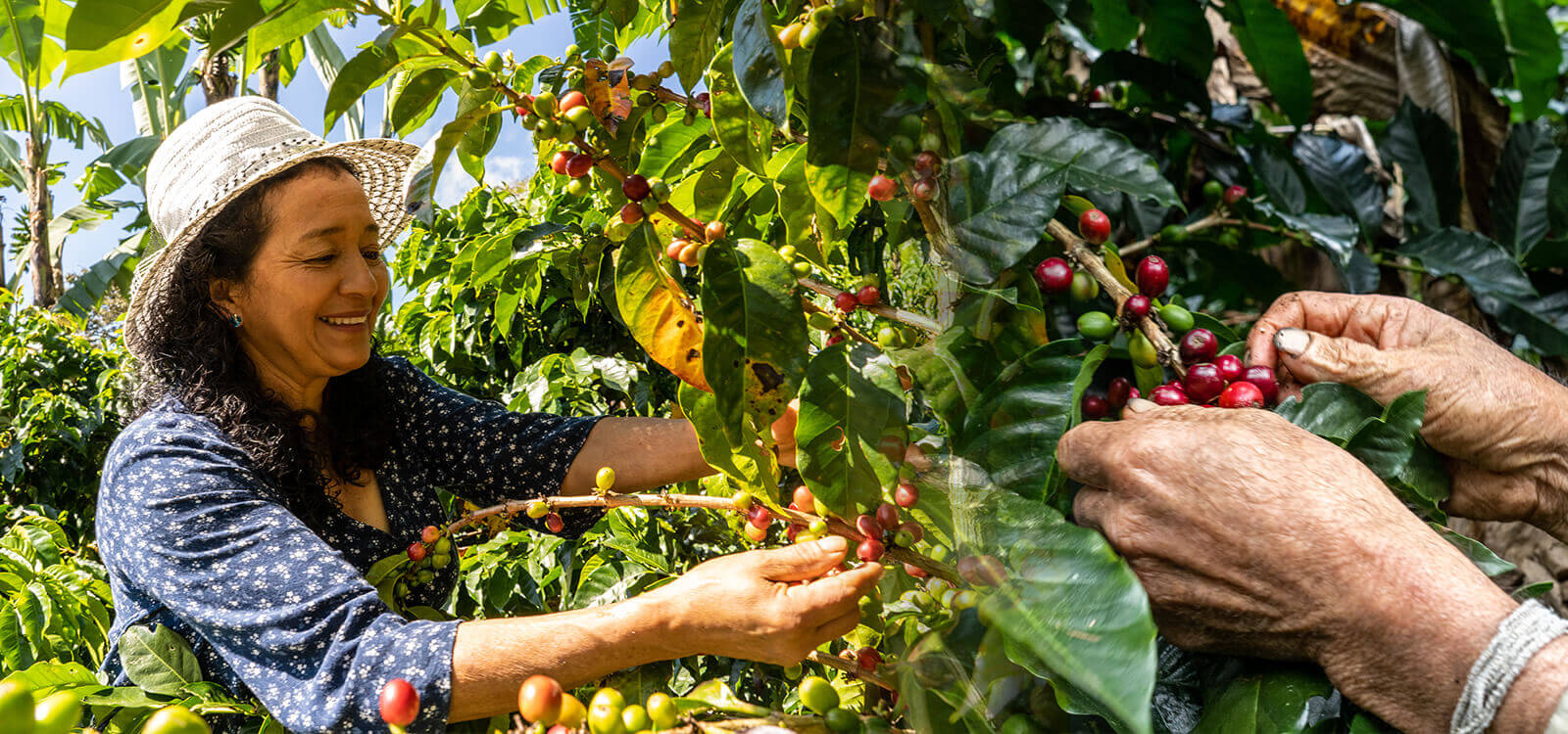“Queremos proporcionar um ambiente de encontros, valorizando histórias e a ancestralidade do grão", diz diretor geral da operação brasileira