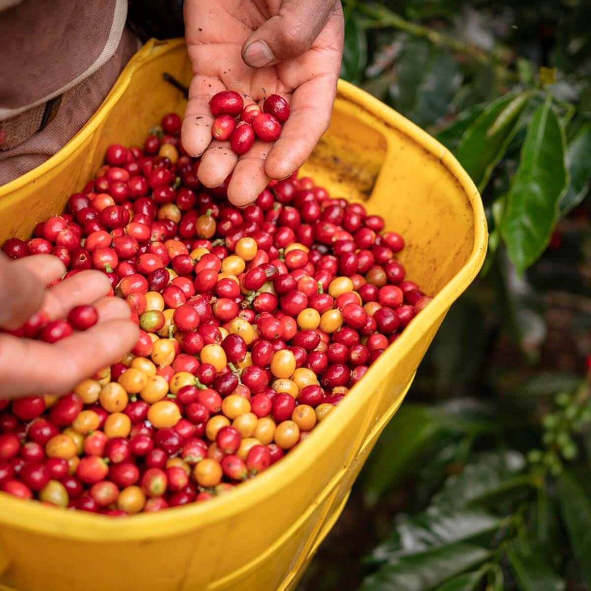 Nome Juan Valdez vem do personagem criado pela Federação Nacional dos Cafeicultores da Colômbia em 1960 para representar o típico produtor de café do país