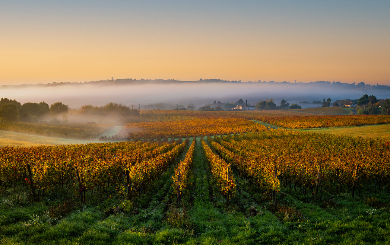 Vinhedo de Bordeaux, na comuna de Langoiran, no departamento de Gironde, na França