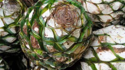 Foco de produtores agora se desloca para destilados menos conhecidos, mais artesanais e pertencentes a uma espécie de região oculta do agave