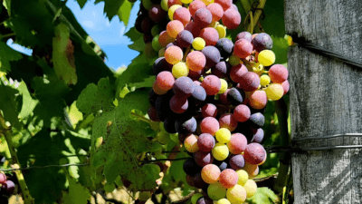Uma no vinhedo da Era dos Ventos: excelência brasileira chega aos vinhos laranja