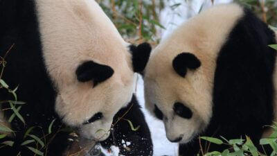 Pandas