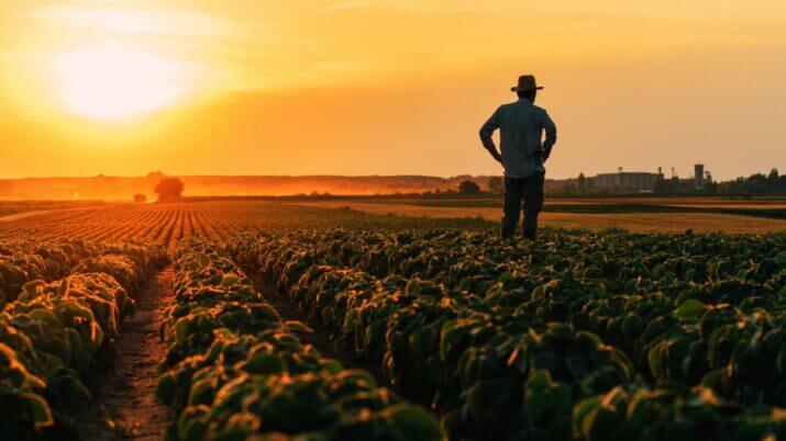Silhueta iluminada de volta do agricultor masculino em pé no campo de soja cultivado no pôr do sol do verão agronegócio agricultura agricultor