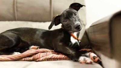 Cachorro preto com mancha branca no peito sentado em sofá.