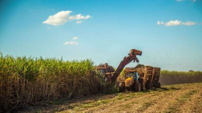 Colheita de cana de açúcar para a produção de etanol