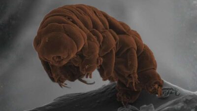 Ursos-d’água podem sobreviver 30 anos sem água, suportam o vácuo espacial e radiação letal