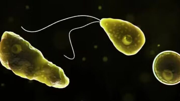 Naegleria fowleri, a 'ameba comedora de cérebros' — Foto: Centros de Controle e Prevenção de Doenças (CDC)