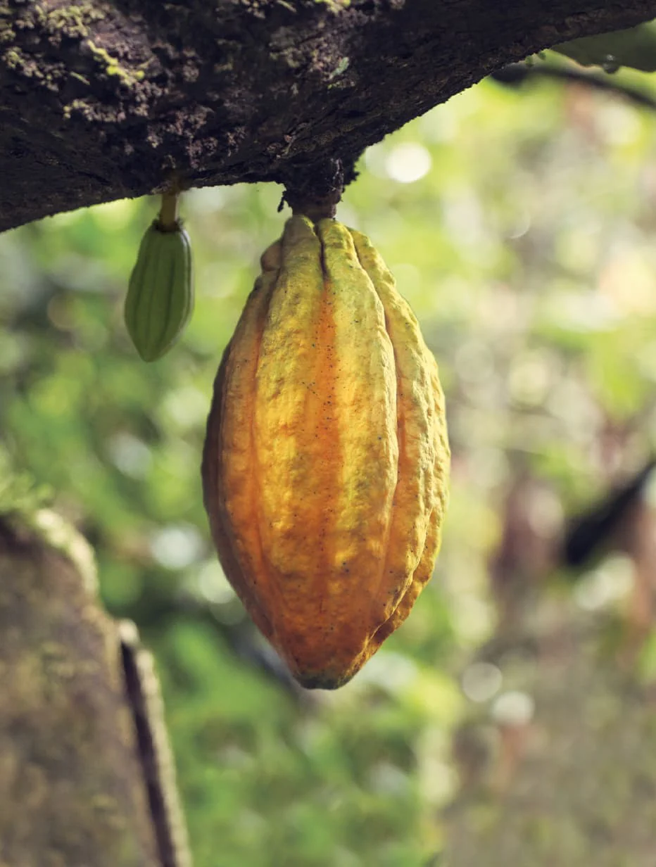 Cacau Nacional (Arriba) - Imagem: Reprodução