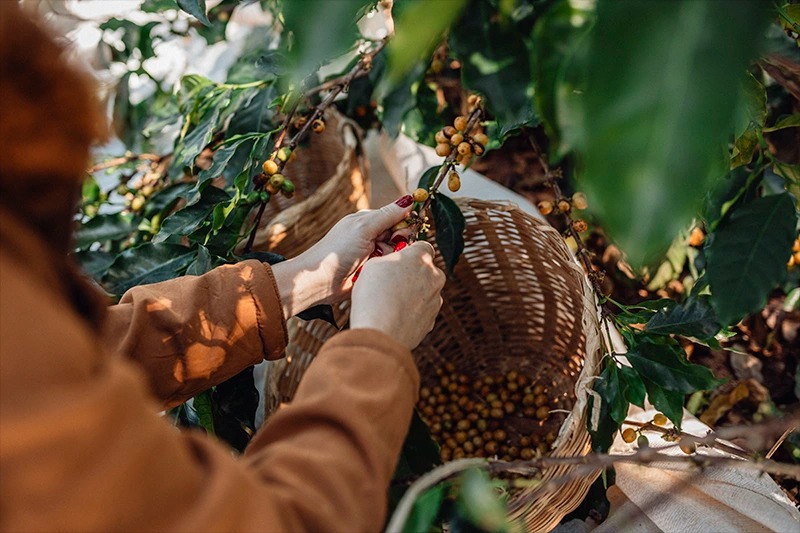 Rota do Café Especial Mantiqueira de Minas