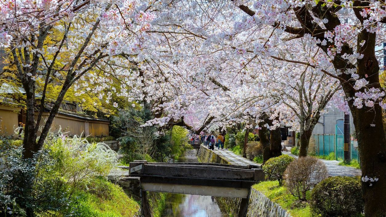 The Philosopher's Path is a stone path through the northern part of Kyoto's Higashiyama district. The path follows a canal which is lined by hundreds of cherry trees -