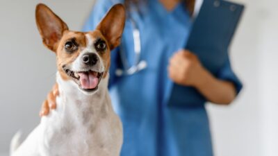 imposto pet – taxa (1)