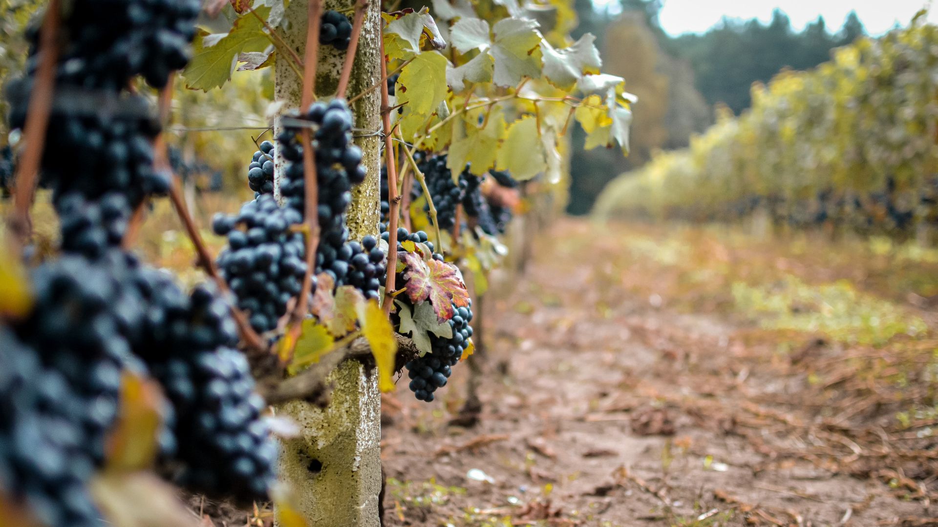 Safra representa as condições climáticas de um ciclo completo da videira, passando pela brotação, floração, maturação e colheita