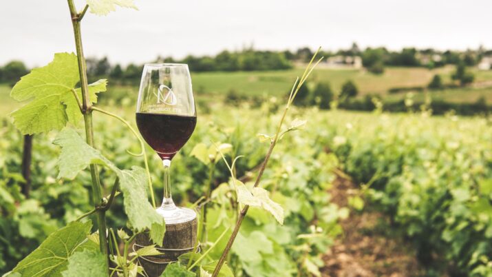 Safra ajuda a entender o que esperar da bebida e a avaliar, inclusive, se o preço está de acordo