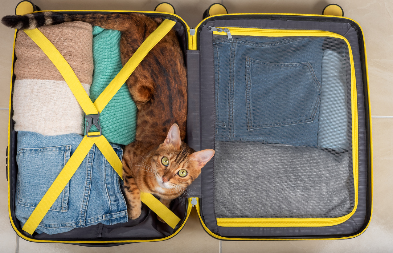 O gato doméstico está em uma mala com coisas, prontas para uma viagem.