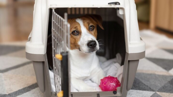 Cão bonito do terrier de Jack Russell com uma bola de borracha do brinquedo dentro de uma caixa do transporte para animais em um interior neutro