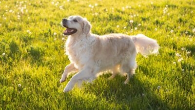 pets bichos de estimação animais podem ser enterrados com donos tutores (1)