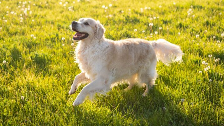 pets bichos de estimação animais podem ser enterrados com donos tutores (1)