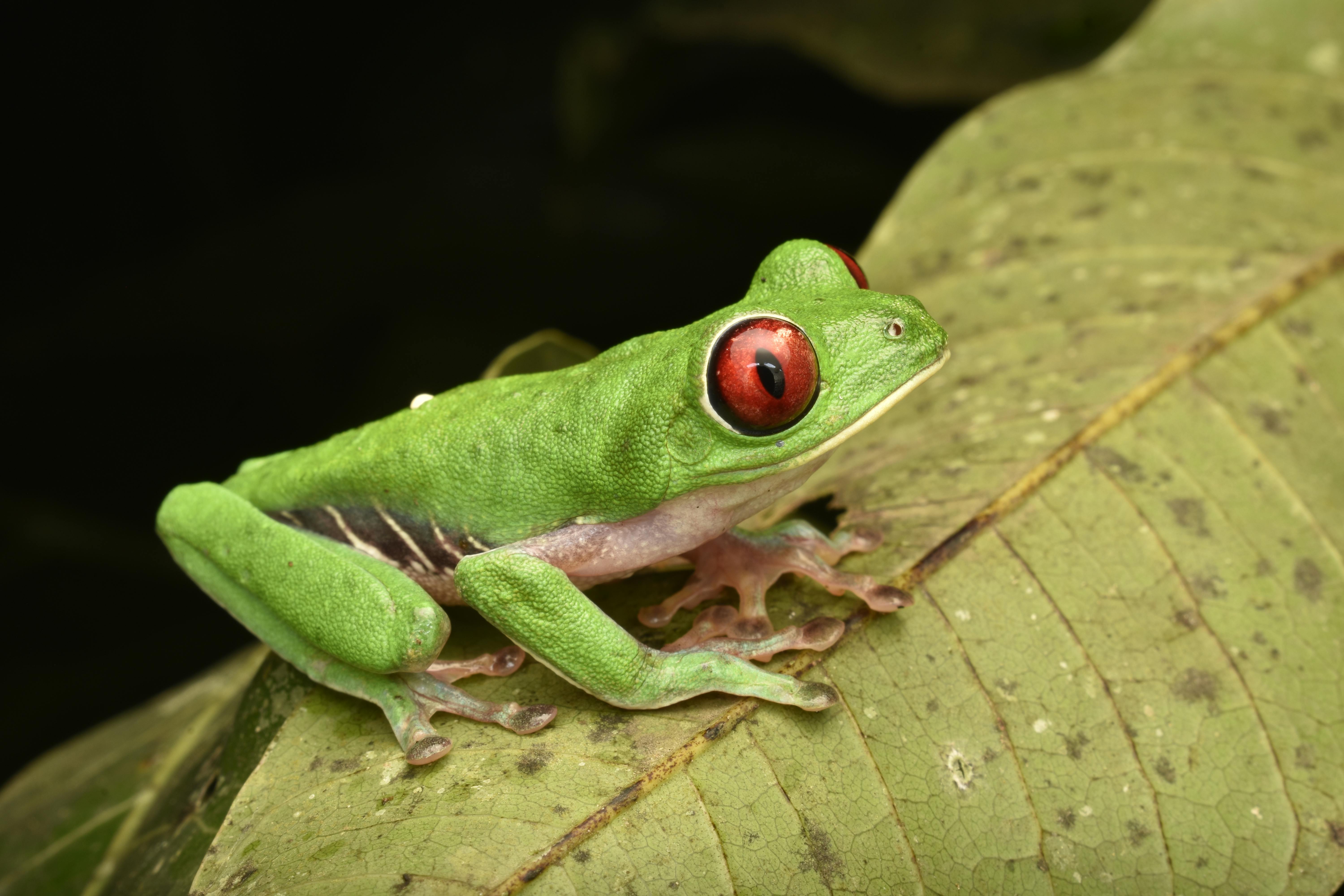 A perereca-de-olhos-vermelhos (Agalychnis callidryas) é espécie nativa da região da América Central