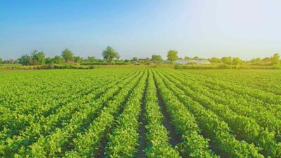 agroforum cuiabá btg pactual