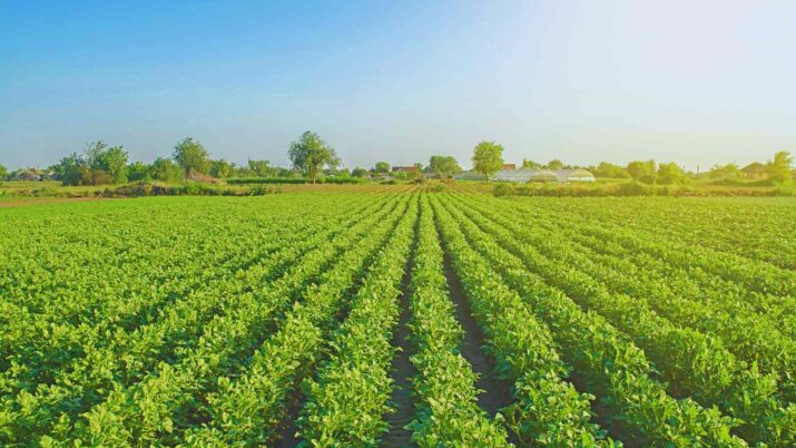 agroforum cuiabá btg pactual