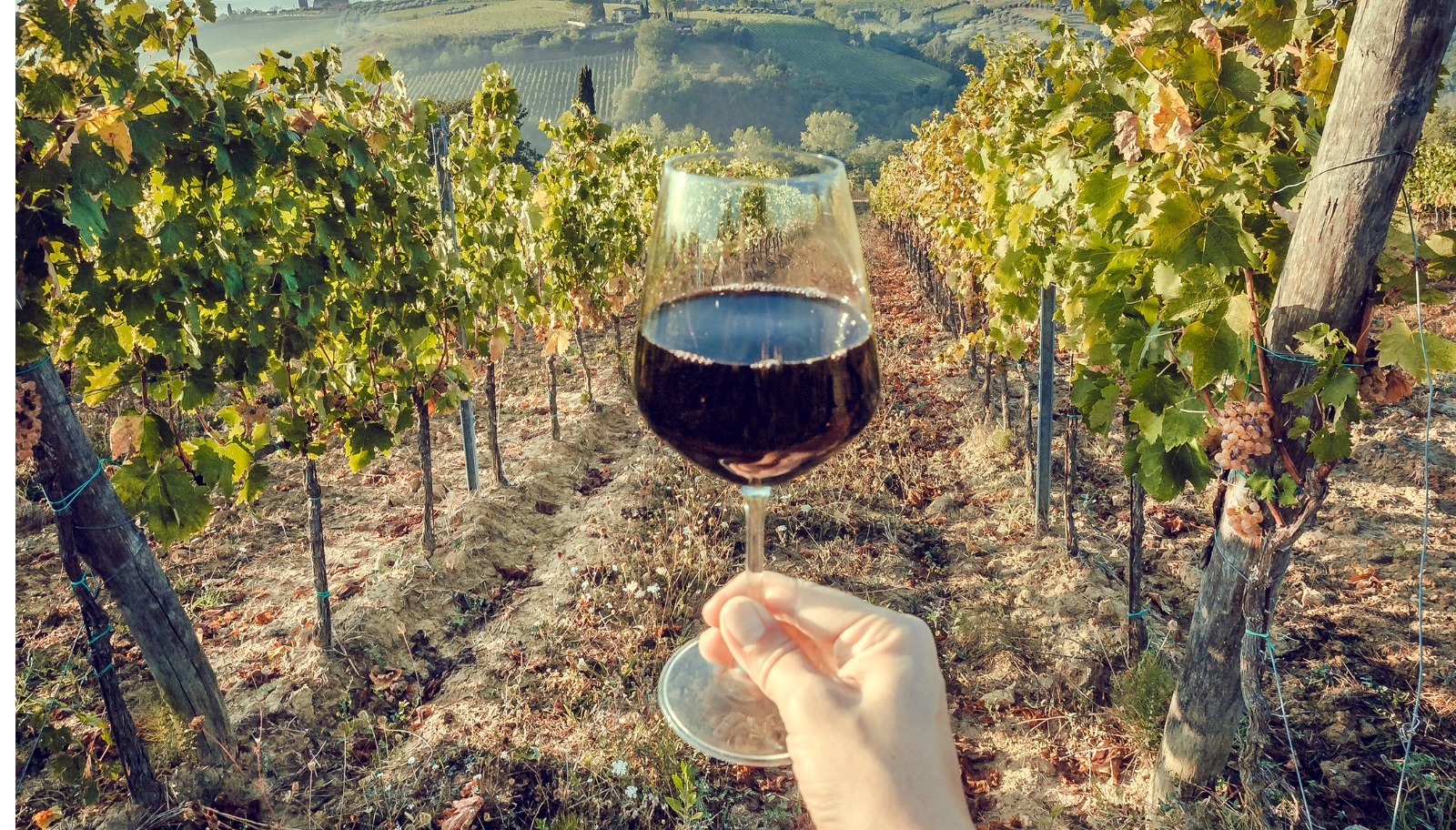 Merlot, Cabernet Sauvignon e Malbec seguem entre as variedades mais presentes nas prateleira, no repertório brasileiro