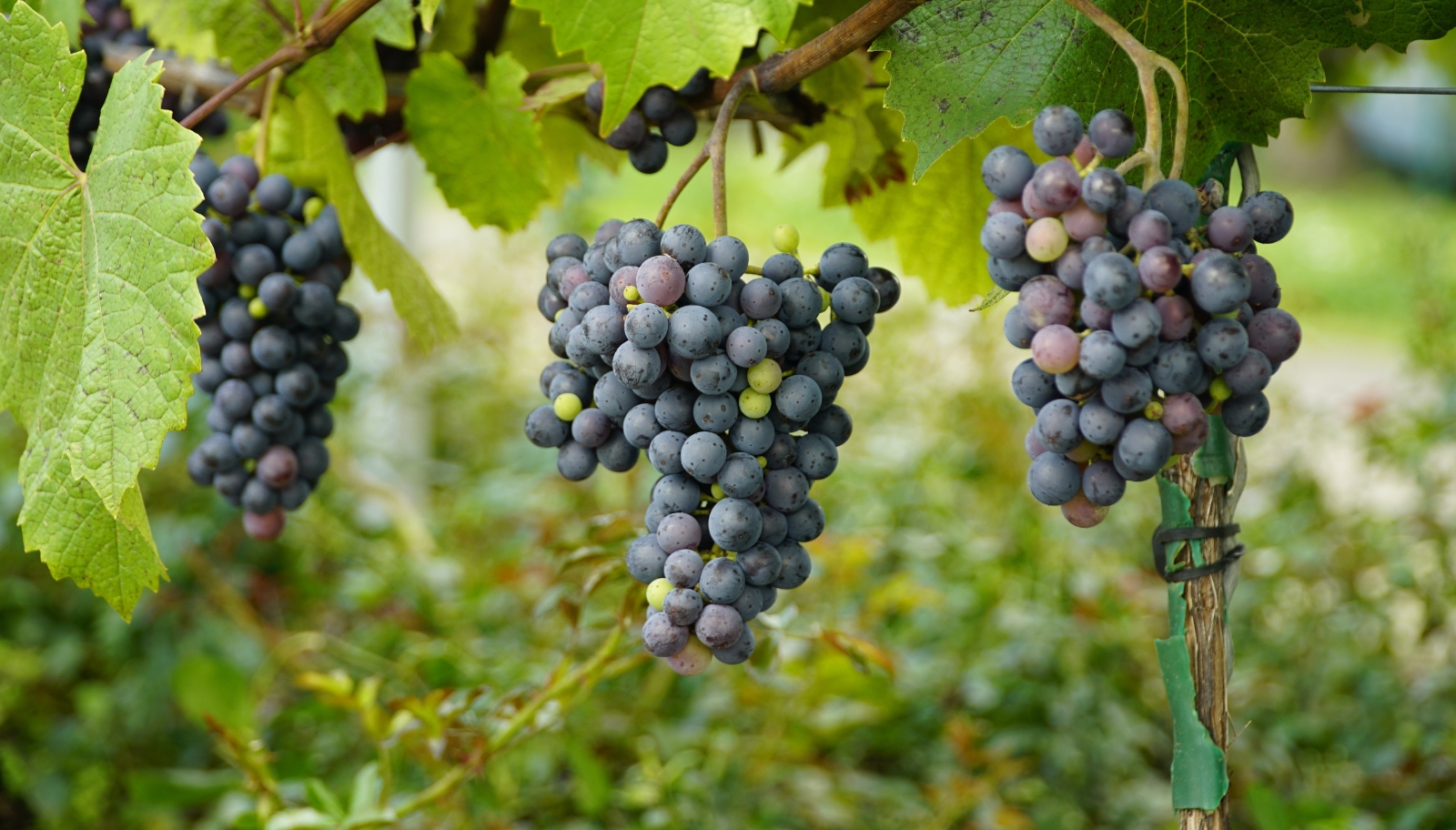 Diversas castas vêm chamando a atenção de sommeliers e produtores que procuram estilos menos previsíveis