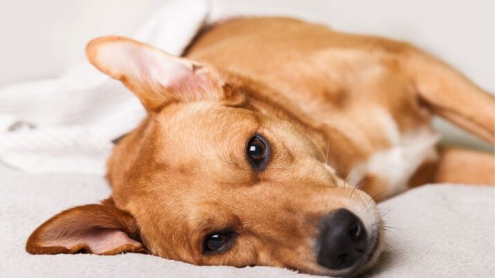 cachorro caramelo vira lata
